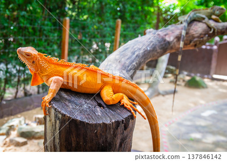 Closeup of Orange iguana on a branch against a background of green leaves. Copy space background Closeup of Orange iguana on a branch against a background of green leaves. Copy space background 137846142