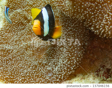 Sebae anemonefish 137846156