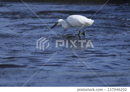 Herons on the Tama River 137846202