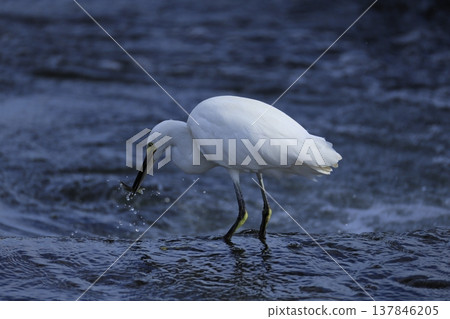 Herons on the Tama River 137846205