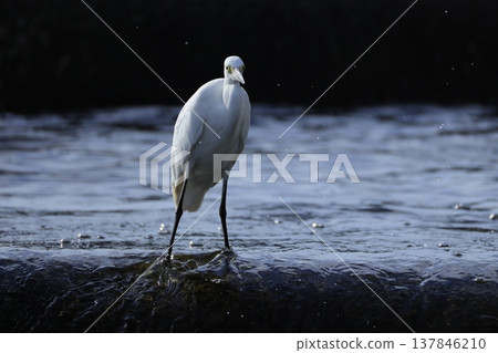 Herons on the Tama River 137846210