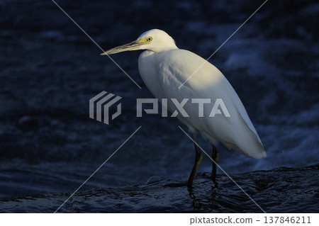 Herons on the Tama River 137846211