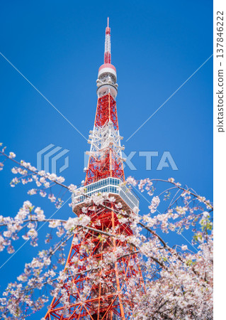 Tokyo Tower and cherry blossoms stand out against a clear blue sky in Minato Ward, Tokyo. Tokyo Tower and cherry blossoms stand out against a clear blue sky in Minato Ward, Tokyo. 137846222