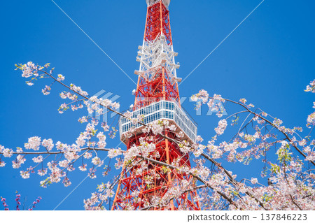 Tokyo Tower and cherry blossoms stand out against a clear blue sky in Minato Ward, Tokyo. Tokyo Tower and cherry blossoms stand out against a clear blue sky in Minato Ward, Tokyo. 137846223