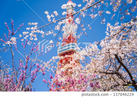 在東京港區，東京鐵塔和櫻花在湛藍的天空映襯下格外醒目。 137846229