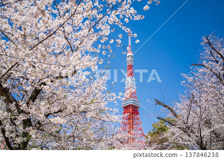 在東京港區,東京鐵塔和櫻花在湛藍的天空映襯下格外醒目。 在東京港區,東京鐵塔和櫻花在湛藍的天空映襯下格外醒目。 137846238