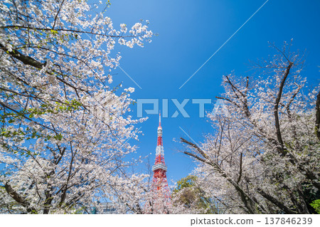 在東京港區,東京鐵塔和櫻花在湛藍的天空映襯下格外醒目。 在東京港區,東京鐵塔和櫻花在湛藍的天空映襯下格外醒目。 137846239
