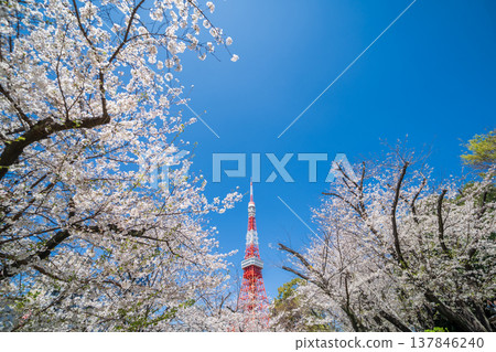 在東京港區,東京鐵塔和櫻花在湛藍的天空映襯下格外醒目。 在東京港區,東京鐵塔和櫻花在湛藍的天空映襯下格外醒目。 137846240