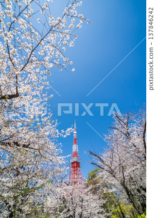 在東京港區,東京鐵塔和櫻花在湛藍的天空映襯下格外醒目。 在東京港區,東京鐵塔和櫻花在湛藍的天空映襯下格外醒目。 137846242