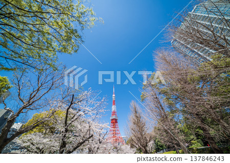 Tokyo Tower and cherry blossoms stand out against a clear blue sky in Minato Ward, Tokyo. Tokyo Tower and cherry blossoms stand out against a clear blue sky in Minato Ward, Tokyo. 137846243