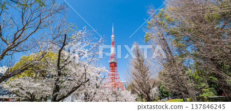 在東京港區,東京鐵塔和櫻花在湛藍的天空映襯下格外醒目。 在東京港區,東京鐵塔和櫻花在湛藍的天空映襯下格外醒目。 137846245