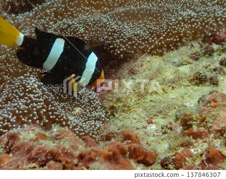 Sebae anemonefish caring for its eggs Sebae anemonefish caring for its eggs 137846307