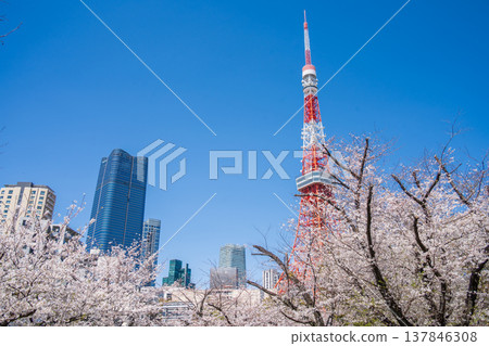 Tokyo Tower and cherry blossoms stand out against a clear blue sky in Minato Ward, Tokyo. Tokyo Tower and cherry blossoms stand out against a clear blue sky in Minato Ward, Tokyo. 137846308