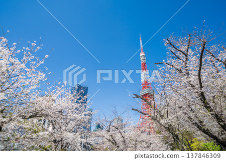 在東京港區,東京鐵塔和櫻花在湛藍的天空映襯下格外醒目。 在東京港區,東京鐵塔和櫻花在湛藍的天空映襯下格外醒目。 137846309