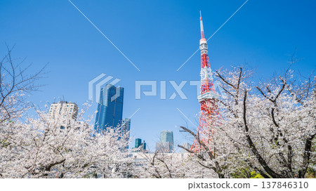 在東京港區,東京鐵塔和櫻花在湛藍的天空映襯下格外醒目。 在東京港區,東京鐵塔和櫻花在湛藍的天空映襯下格外醒目。 137846310