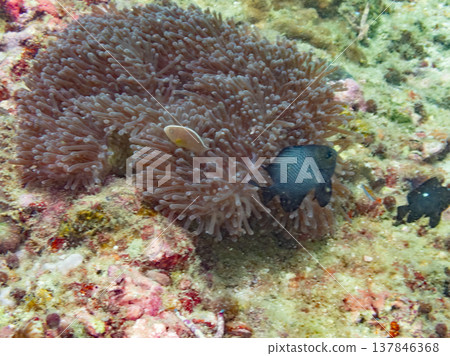 Skunk Anemones Fish Skunk Anemones Fish 137846368