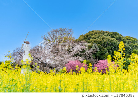 A landscape of windmills and rapeseed fields at Mihara Park in Saitama Prefecture, Saitama City. 137846392
