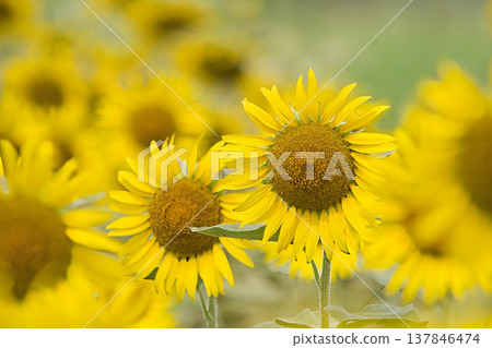 Sunflowers, a summer flower Sunflowers, a summer flower 137846474