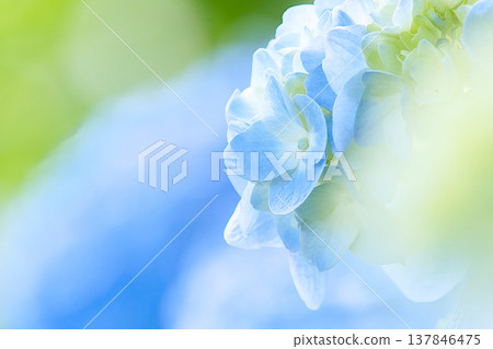 Blue hydrangea Blue hydrangea 137846475