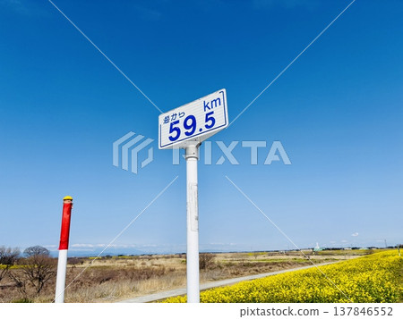 距離海岸59.5公里的關宿城路標，周圍環繞著油菜花。 （距離海岸59.5公里，關宿城，千葉縣野田市） 137846552