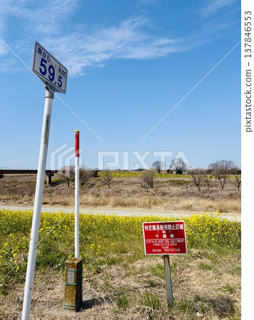 距離海岸59.5公里的關宿城路標，周圍環繞著油菜花。 （距離海岸59.5公里，關宿城，千葉縣野田市） 137846553