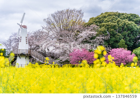A landscape of windmills and rapeseed fields at Mihara Park in Saitama Prefecture, Saitama City. 137846559