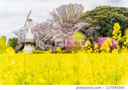 埼玉縣埼玉市三原公園的風車和油菜花田景觀。 埼玉縣埼玉市三原公園的風車和油菜花田景觀。 137846565