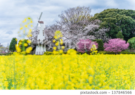 埼玉縣埼玉市三原公園的風車和油菜花田景觀。 埼玉縣埼玉市三原公園的風車和油菜花田景觀。 137846566