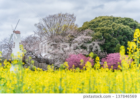 A landscape of windmills and rapeseed fields at Mihara Park in Saitama Prefecture, Saitama City. A landscape of windmills and rapeseed fields at Mihara Park in Saitama Prefecture, Saitama City. 137846569