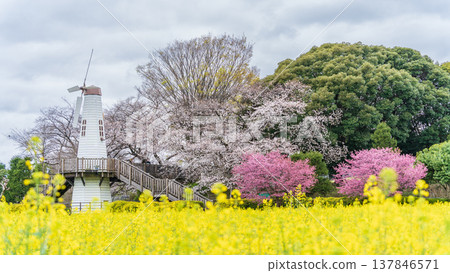 埼玉縣埼玉市三原公園的風車和油菜花田景觀。 埼玉縣埼玉市三原公園的風車和油菜花田景觀。 137846571