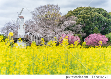 A landscape of windmills and rapeseed fields at Mihara Park in Saitama Prefecture, Saitama City. A landscape of windmills and rapeseed fields at Mihara Park in Saitama Prefecture, Saitama City. 137846572