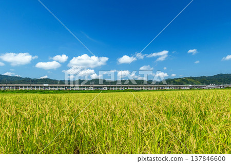 [Uonuma, Niigata Prefecture] The Joetsu Shinkansen can be seen in the distance beyond the golden rice fields. 137846600