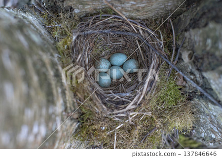Five Speckled Blue Bird Eggs in Nest with Copy Space 137846646