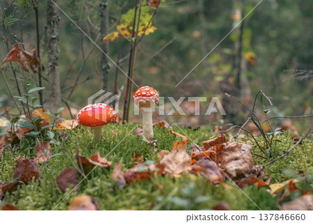 Two Red Fly Agaric Mushrooms Growing in Moss with Copy Space Two Red Fly Agaric Mushrooms Growing in Moss with Copy Space 137846660