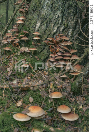 Group of Wild Mushrooms on Old Tree Trunk in Autumn Forest 137846661