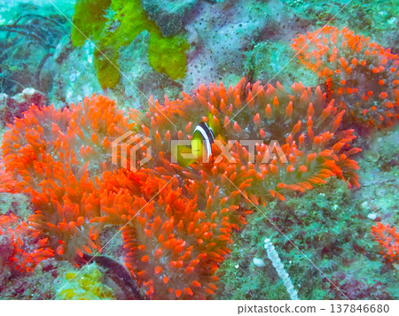 紅海葵中的小丑魚 137846680
