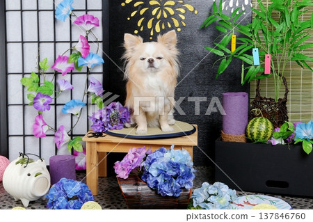 White Chihuahua and a handmade summer Tanabata background White Chihuahua and a handmade summer Tanabata background 137846760
