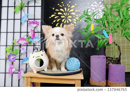 Handmade background: Summer Tanabata fireworks and a white chihuahua 137846765