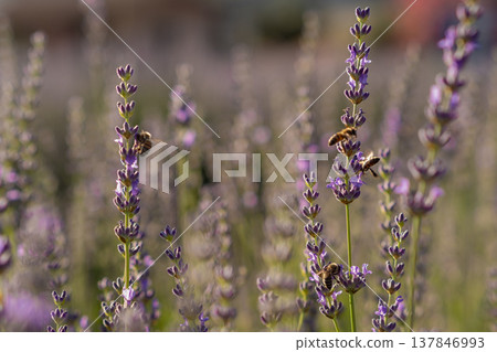 Bees are actively pollinating vibrant lavender flowers in a sunlit field, showcasing the beauty of nature in a serene summer setting. Bees are actively pollinating vibrant lavender flowers in a sunlit field, showcasing the beauty of nature in a serene summer setting. 137846993