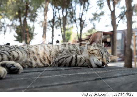 A striped cat enjoys a peaceful nap on a wooden table in an outdoor location filled with trees, with sunlight filtering through leaves. A striped cat enjoys a peaceful nap on a wooden table in an outdoor location filled with trees, with sunlight filtering through leaves. 137847022