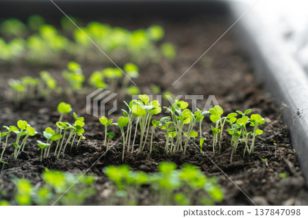 Young plants sprout from dark soil in a garden tray, displaying bright green leaves that indicate healthy growth during the early spring season. Young plants sprout from dark soil in a garden tray, displaying bright green leaves that indicate healthy growth during the early spring season. 137847098