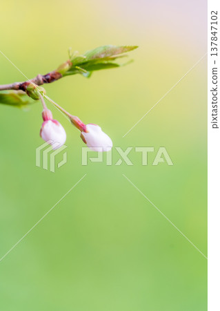Close-up of cherry blossom buds against a backdrop of fresh green leaves (Somei Yoshino variety) Close-up of cherry blossom buds against a backdrop of fresh green leaves (Somei Yoshino variety) 137847102