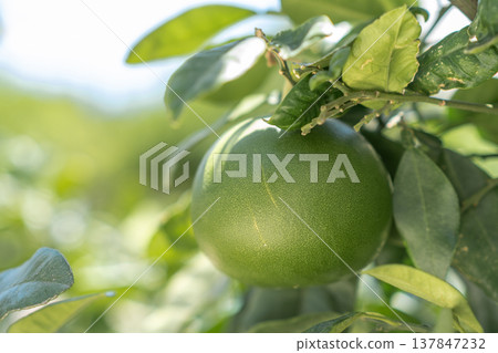 A ripe green citrus fruit is suspended from a vibrant tree branch, surrounded by lush foliage in a sunny orchard during late spring. A ripe green citrus fruit is suspended from a vibrant tree branch, surrounded by lush foliage in a sunny orchard during late spring. 137847232