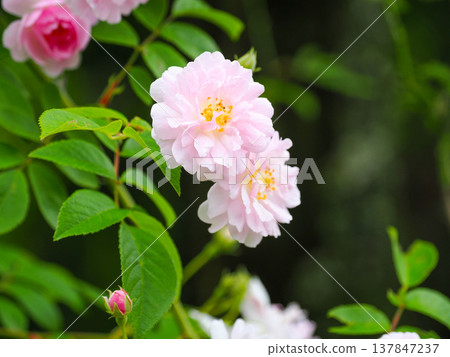 Landscape with pink roses Landscape with pink roses 137847237