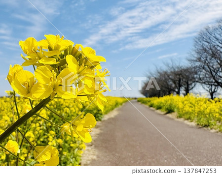 Rape blossoms shining in the blue sky 137847253