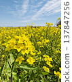 Rape blossoms shining in the blue sky Rape blossoms shining in the blue sky 137847256