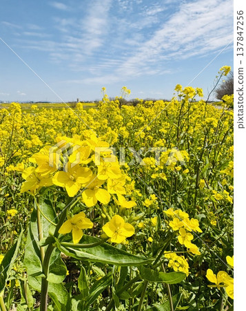 Rape blossoms shining in the blue sky Rape blossoms shining in the blue sky 137847256