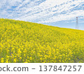 Rape blossoms shining in the blue sky Rape blossoms shining in the blue sky 137847257