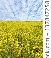 Rape blossoms shining in the blue sky Rape blossoms shining in the blue sky 137847258