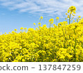 Rape blossoms shining in the blue sky Rape blossoms shining in the blue sky 137847259